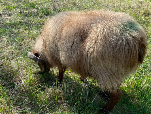 Icelandic Moorit Roving - Natural Color (NY)