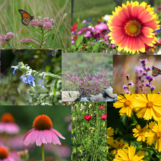 Wildflower Mat - Pollinator Mix