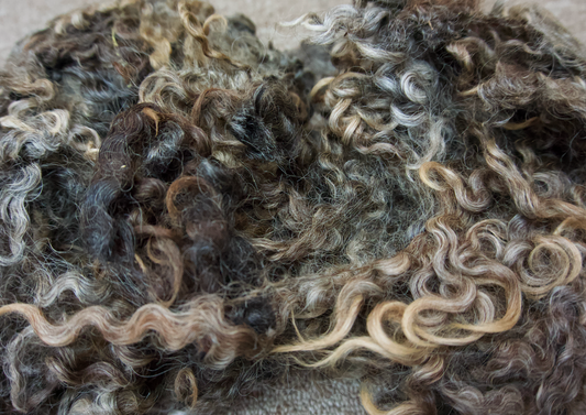 Lincoln Longwool Locks (NY)