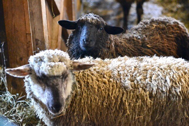 Crossbreed Batts, Roving or Fleece - Natural Colors (NY)