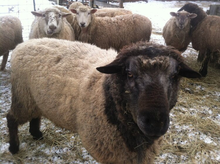 Crossbreed Batts, Roving or Fleece - Natural Colors (NY)