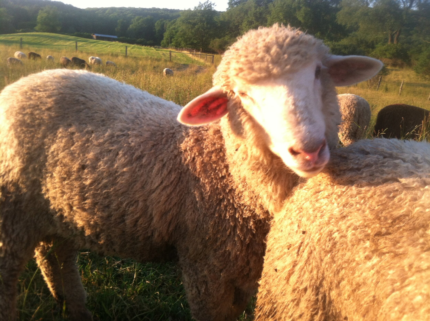 Crossbreed Batts, Roving or Fleece - Natural Colors (NY)