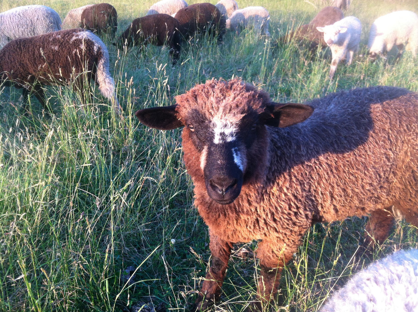 Crossbreed Batts, Roving or Fleece - Natural Colors (NY)