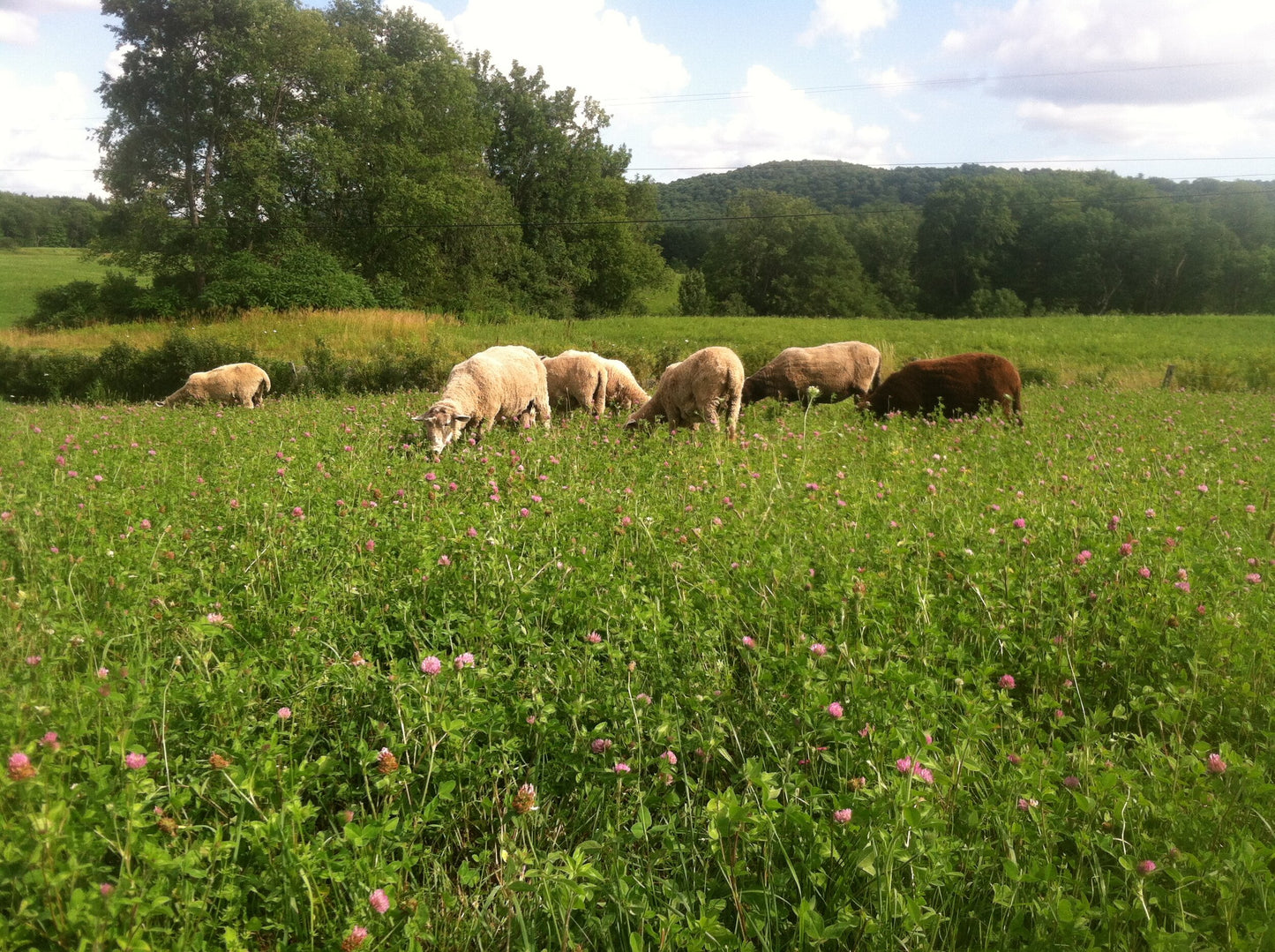 Crossbreed Batts, Roving or Fleece - Natural Colors (NY)