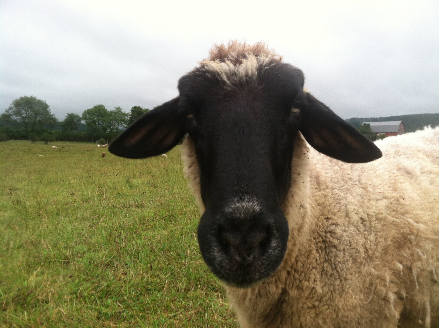 Crossbreed Batts, Roving or Fleece - Natural Colors (NY)