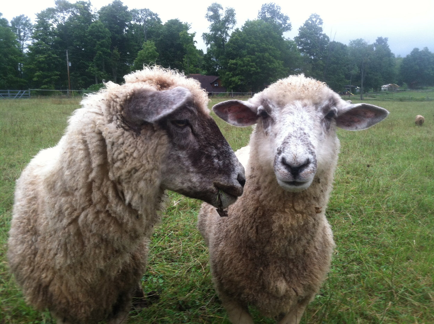 Crossbreed Batts, Roving or Fleece - Natural Colors (NY)