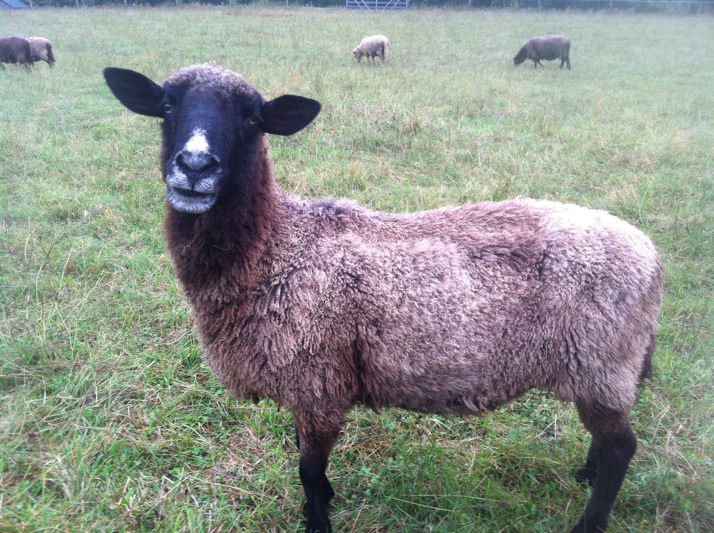 Crossbreed Batts, Roving or Fleece - Natural Colors (NY)