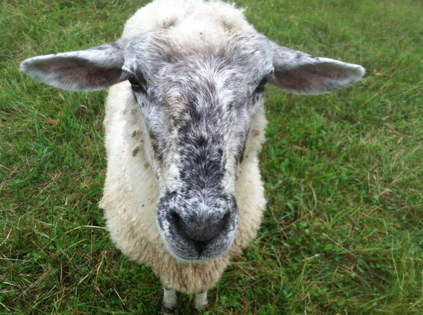 Crossbreed Batts, Roving or Fleece - Natural Colors (NY)