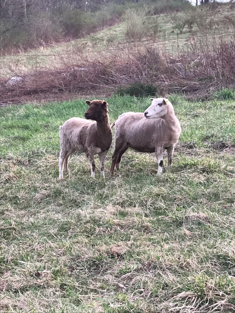 Shetland Fiber - (Pennsylvania)